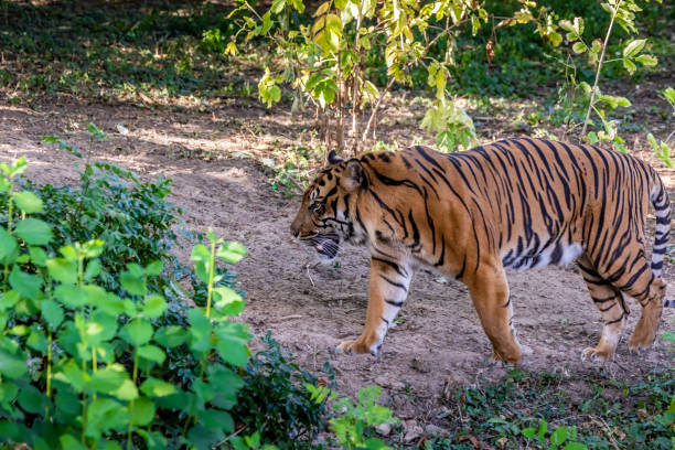 istock A siberian tiger walking around at a sunny day in summer. 1273820596