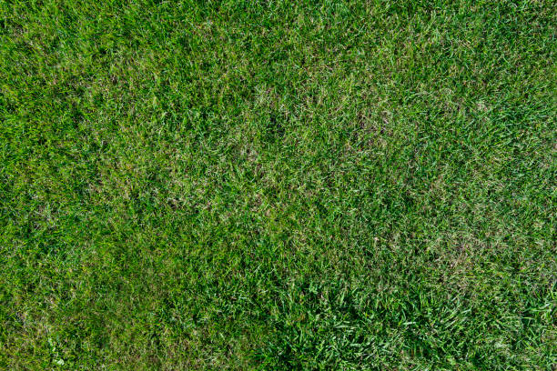 istock green grass on a lawn, top view background 1273820987