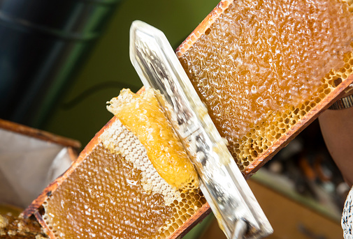 Extracting honey from honeycomb concept. Close up view of beekeeper cutting wax lids with hot knife from honeycomb for honey extraction.