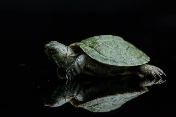 istock Turtle Red-eared Slider (Trachemys scripta elegans)isolated on a black background. 1273822441