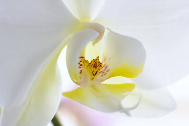 istock White Orchid Flower Close Up, macro photo 1273822483