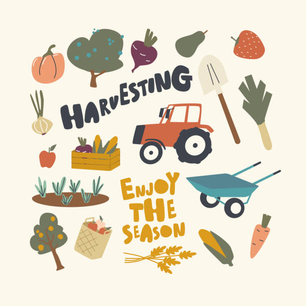 ilustrações, clipart, desenhos animados e ícones de conjunto de ícones tema de colheita. frutas maduras, legumes e leito de jardim, trator, carrinho de mão e cesta com cultura, colheita - farm pumpkin autumn farmer