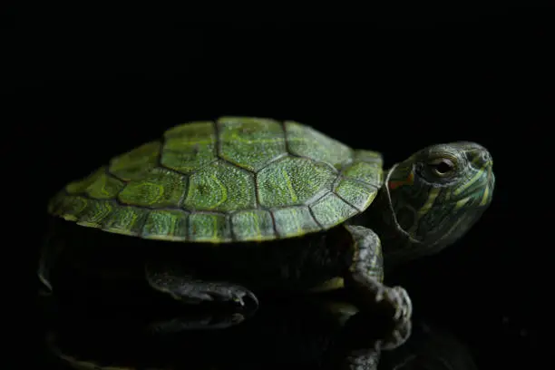 Photo of Turtle Red-eared Slider (Trachemys scripta elegans)isolated on a black background.