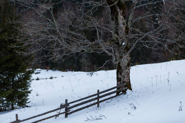 istock Beautiful fir trees covered with snow on winter day 1273823622