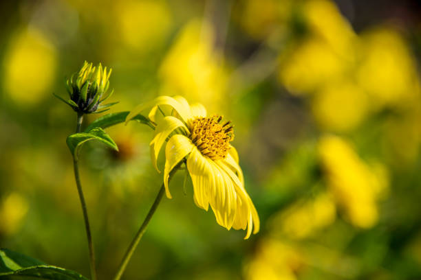 istock Blurred summer background with flowers calendula 1273825786