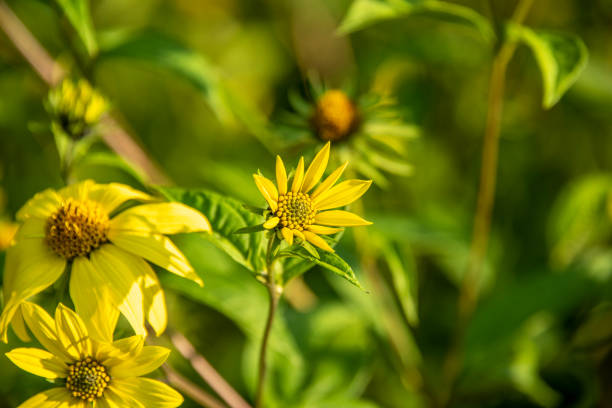 istock Blurred summer background with flowers calendula 1273825822