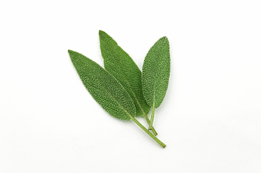 Three Fresh green sage leaves isolated on white background.