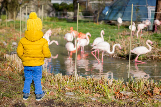 istock Cute toddler, looking at flamingos 1273827427