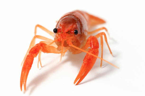 istock Freshwater crayfish (Procambarus clarkii) isolated on white background 1273827445