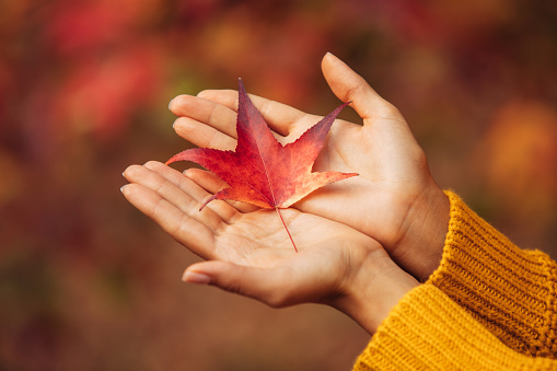 Woman holding an autumn leaf