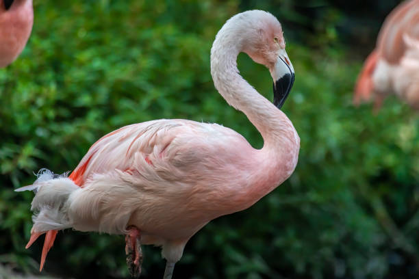 istock Flamingos walking around at a sunny day in summer. 1273827961