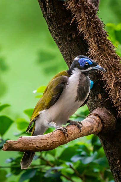 istock A laughing-trush sitting on a branch. 1273828573