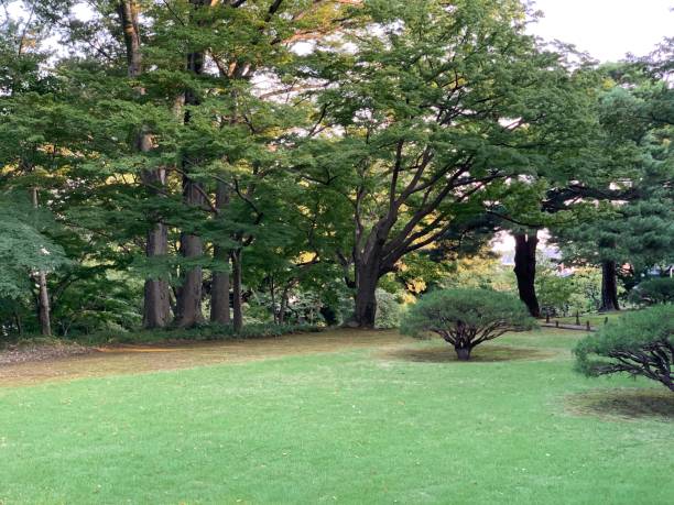 istock A walk in Japanese park 1273828631