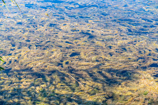 istock Green fresh water algae on the lake 1273828909