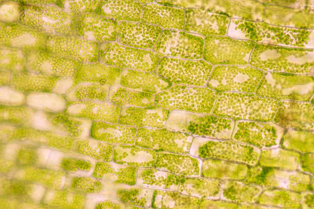istock Cell structure Hydrilla, view of the leaf surface showing plant cells under the microscope for classroom education. 1273828969