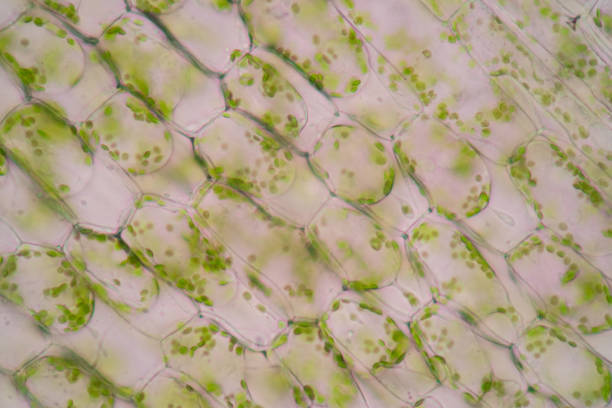 istock Cell structure Hydrilla, view of the leaf surface showing plant cells under the microscope for classroom education. 1273829000