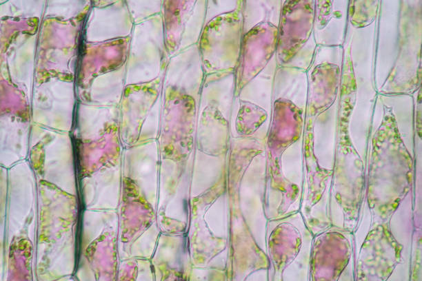 istock Cell structure Hydrilla, view of the leaf surface showing plant cells under the microscope for classroom education. 1273829029