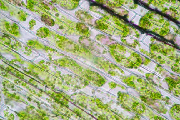 istock Cell structure Hydrilla, view of the leaf surface showing plant cells under the microscope for classroom education. 1273829036