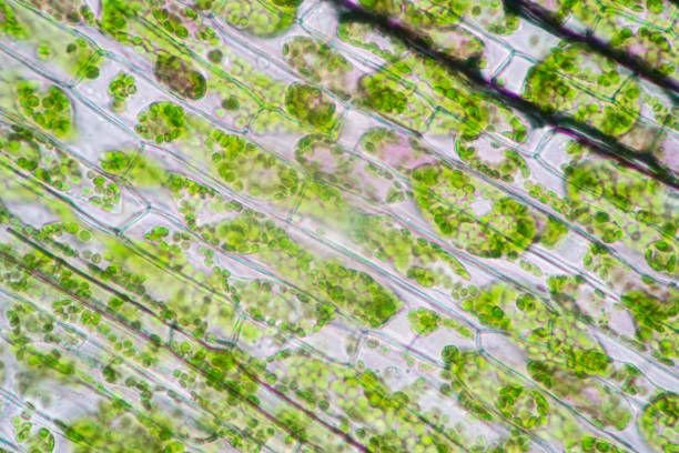 Cell structure Hydrilla, view of the leaf surface showing plant cells under the microscope for classroom education. Cell structure Hydrilla, view of the leaf surface showing plant cells under the microscope for classroom education. plant cell stock pictures, royalty-free photos & images