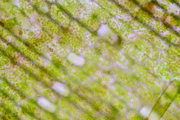 istock Cell structure Hydrilla, view of the leaf surface showing plant cells under the microscope for classroom education. 1273829037