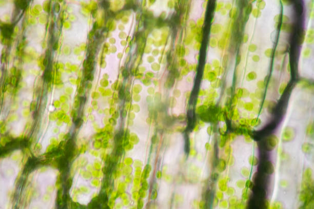 istock Cell structure Hydrilla, view of the leaf surface showing plant cells under the microscope for classroom education. 1273829046