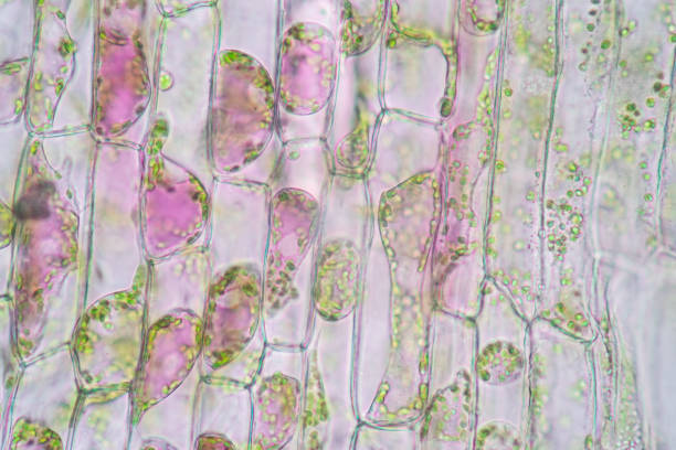 istock Cell structure Hydrilla, view of the leaf surface showing plant cells under the microscope for classroom education. 1273829072