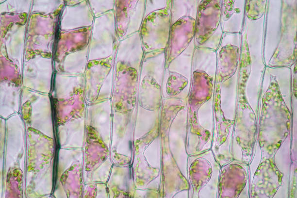 istock Cell structure Hydrilla, view of the leaf surface showing plant cells under the microscope for classroom education. 1273829106