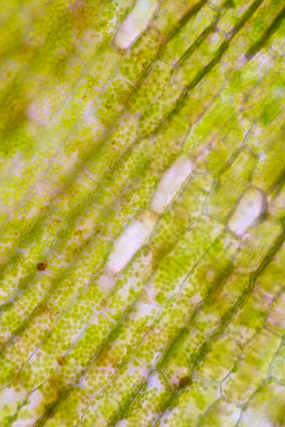 istock Cell structure Hydrilla, view of the leaf surface showing plant cells under the microscope for classroom education. 1273829119