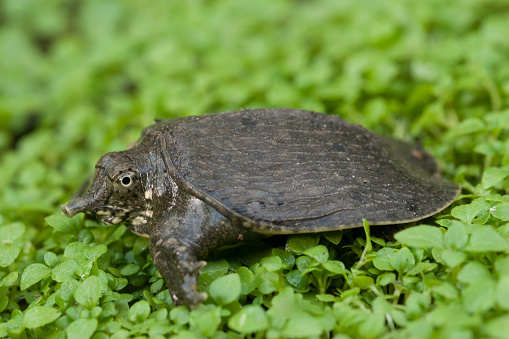 Common softshell turtle or asiatic softshell turtle (Amyda cartilaginea)