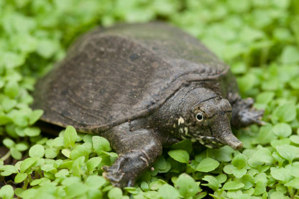 tartaruga softshell comune o tartaruga asiatica a guscio morbido (amyda cartilaginea) - kura river immagine foto e immagini stock