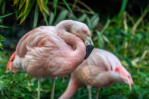 istock Flamingos walking around at a sunny day in summer. 1273829900