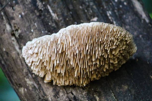 istock white Daedalea quercina mushroom fungi 1273829988