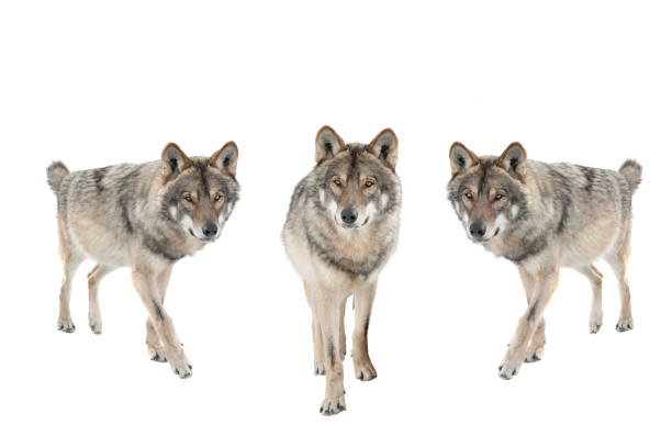 tre lupi grigi isolati su uno sfondo bianco. - color image aggression wildlife horizontal foto e immagini stock