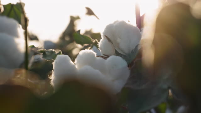 Cotton picking season. Blooming cotton field. Close up of the crop before the harvest, under a golden sunset light.