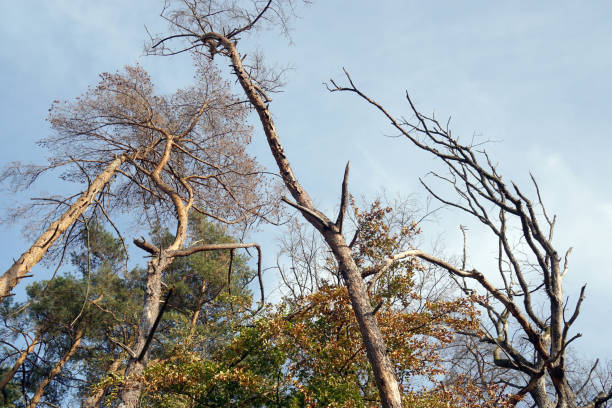 istock Tree tops in a Forest damaged by drought 1273830816