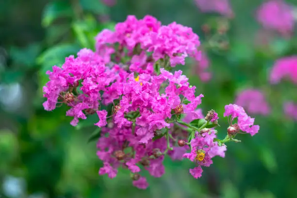 Photo of Lagerstroemia indica is multi-stemmed, deciduous tree is a popular nesting shrub for songbirds and wrens. Inflorescence of crape myrtle, pink flower with green leaves in the garden. Floral pattern.