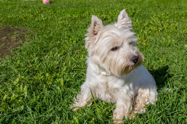 istock West highland white Terrier on the green grass. 1273833018