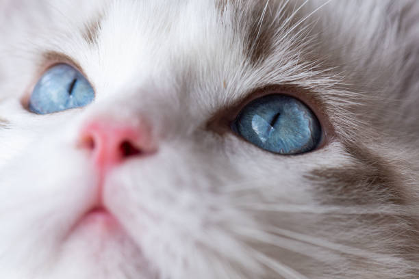 Blue eyes Closeup of a Ragdoll kitten‘s blue eyes ragdoll cat stock pictures, royalty-free photos & images