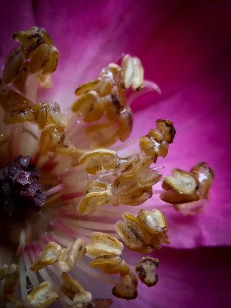 istock Pink rose close up wallpaper 1273833703