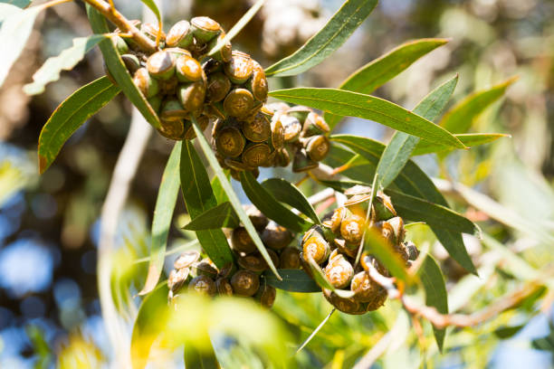 istock Eucalyptus fruits with green leaves 1273834627