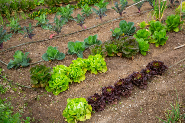 istock Various garden plants grow in the garden 1273834659