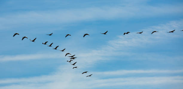 istock Flight of migrating cranes in cloud sky 1273834678