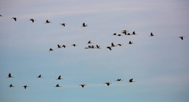 istock Flock of cranes flying in sky 1273834681