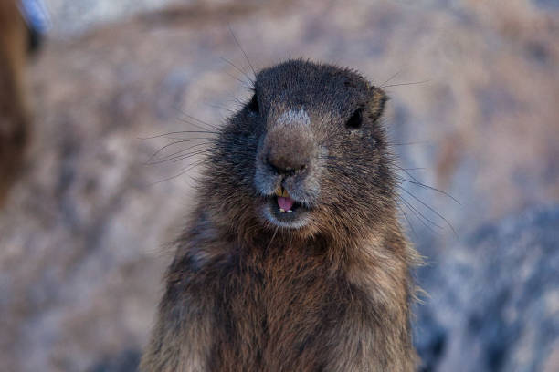 istock Marmots of the dolomites 1273837462