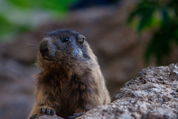 Prairie Dog (Cynomys) on the Lookout in Banff