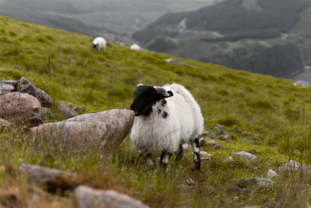istock Sheep Next to Path on Hike Ben Nevis Mountain 1273838133