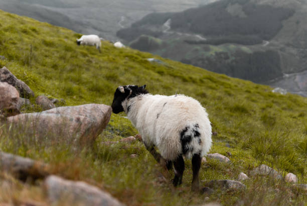 istock Sheep Next to Path on Hike Ben Nevis Mountain 1273838134