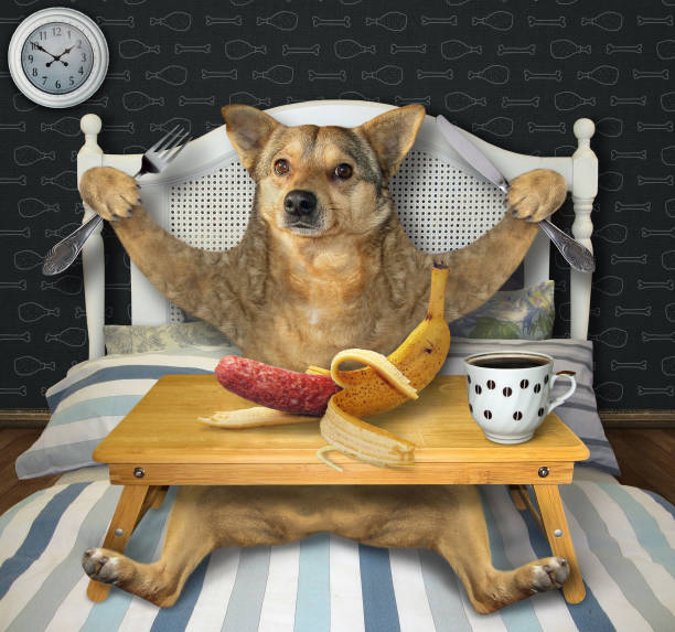 A beige dog is eating a sausage in a banana peel and drinking black coffee on the bed.