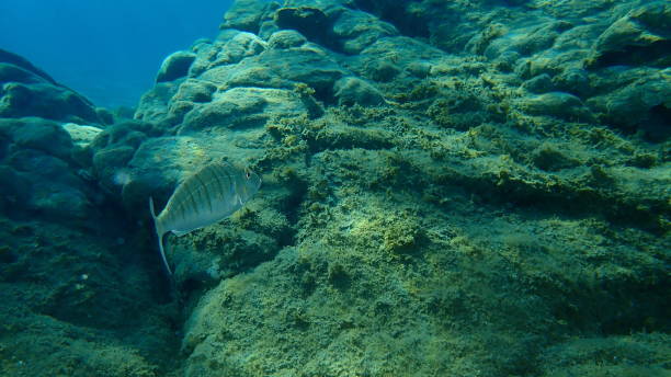 istock Sand steenbras or striped seabream (Lithognathus mormyrus) undersea, Aegean Sea 1273838384