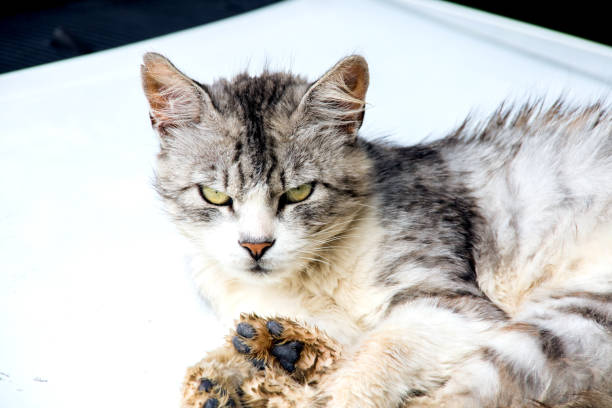 istock Gray cat lies on white 1273839196